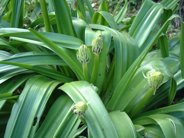 Scilla peruviana / Scilla maggiore